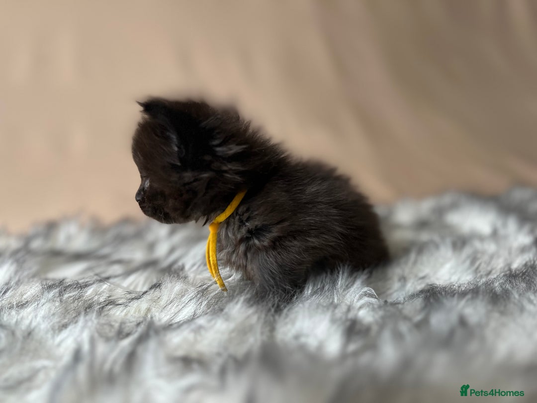 Maine Coon cats for sale: Maine coon kittens blue silver smoke rare colours - Advert 17