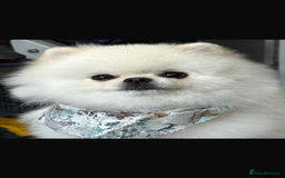 Pomeranian dogs for stud: Tiny Pomeranian (STUD)  - Image 4