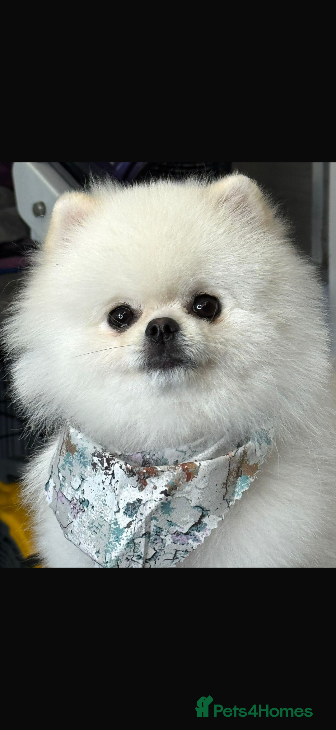 Pomeranian dogs for stud: Tiny Pomeranian (STUD)  - Image 4