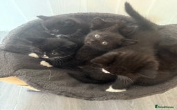 Mixed Breed cats for sale: Beautiful kittens for sale - Image 5