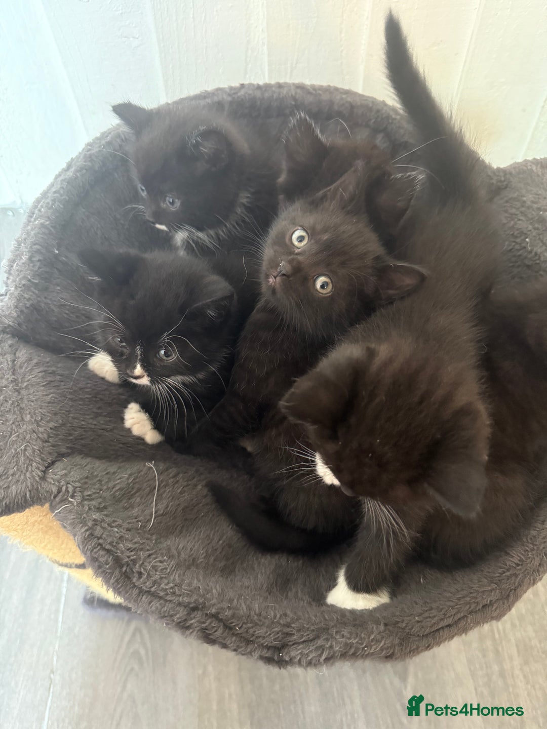Mixed Breed cats for sale: Beautiful kittens for sale - Image 5