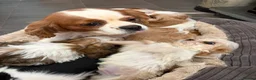 Cavalier King Charles Spaniel dogs for sale: Beautiful Cavalier King Charles Puppies for Sale - Advert 2