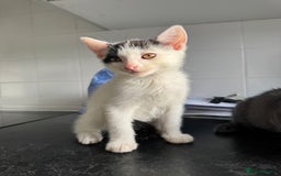 American Shorthair cats for sale: Mr Rhys  - Image 9