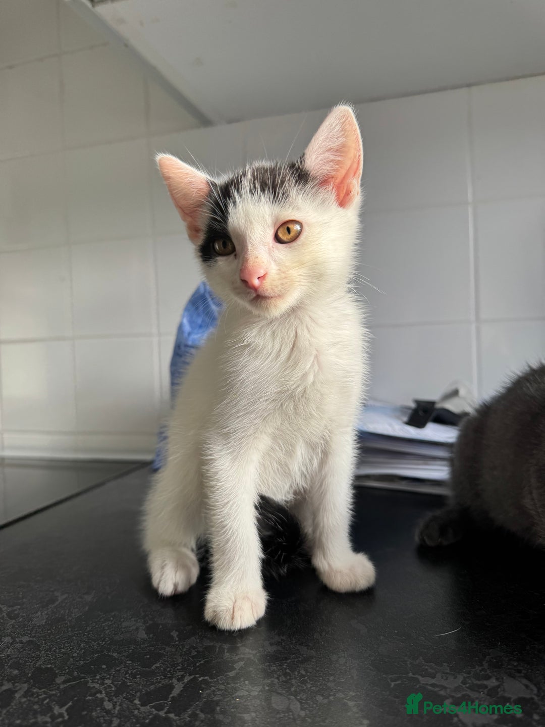 American Shorthair cats for sale: Mr Rhys  - Image 9