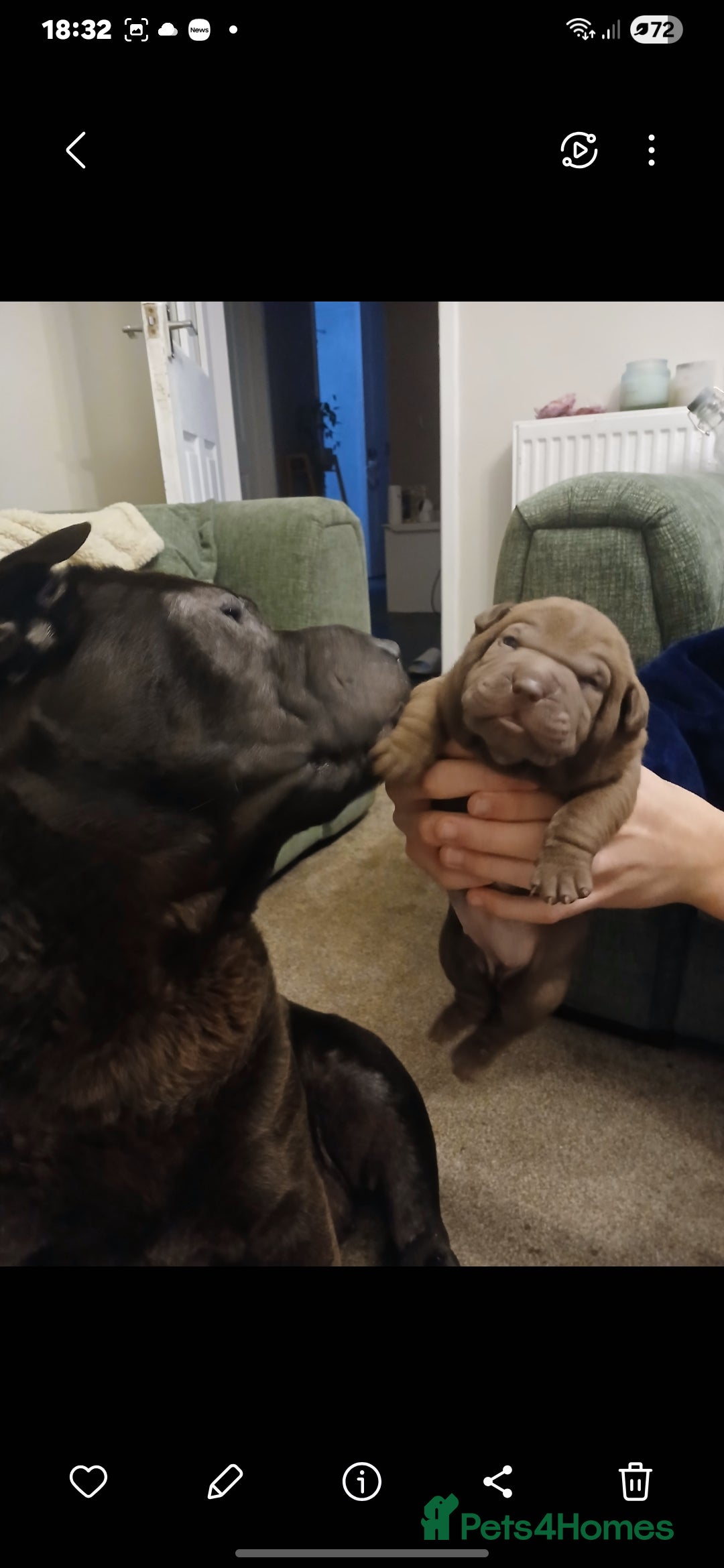 Shar Pei dogs 5 girls and one boy - Advert 1