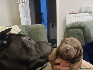 Shar Pei dogs 5 girls and one boy - Advert 1