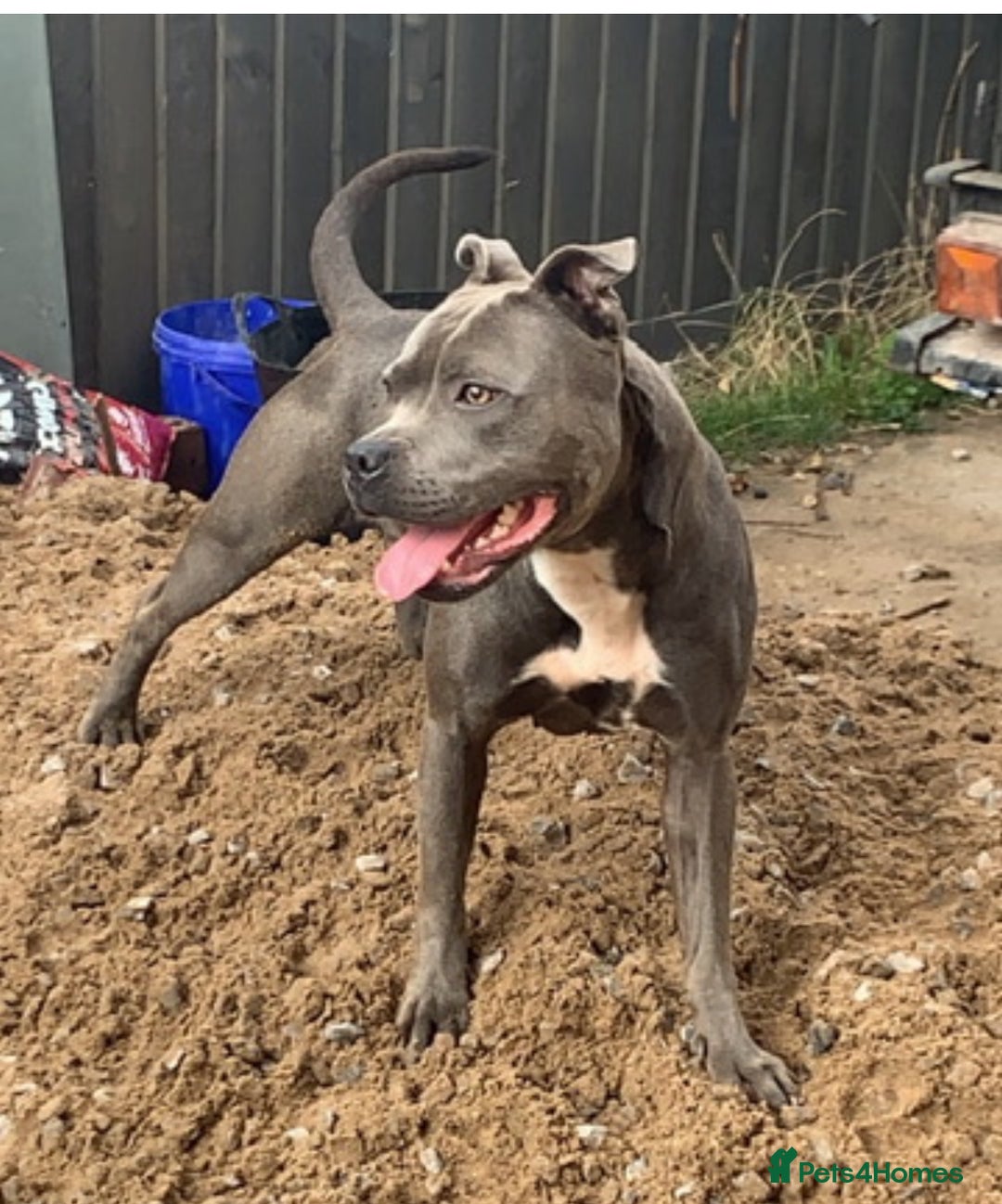 Staffordshire Bull Terrier dogs for sale: Blue Staffordshire Bull Terrier Puppies  - Advert 2