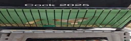 Canaries birds for sale: Canaries and Budgies for sale  - Advert 6