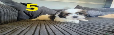 Shih Tzu 5