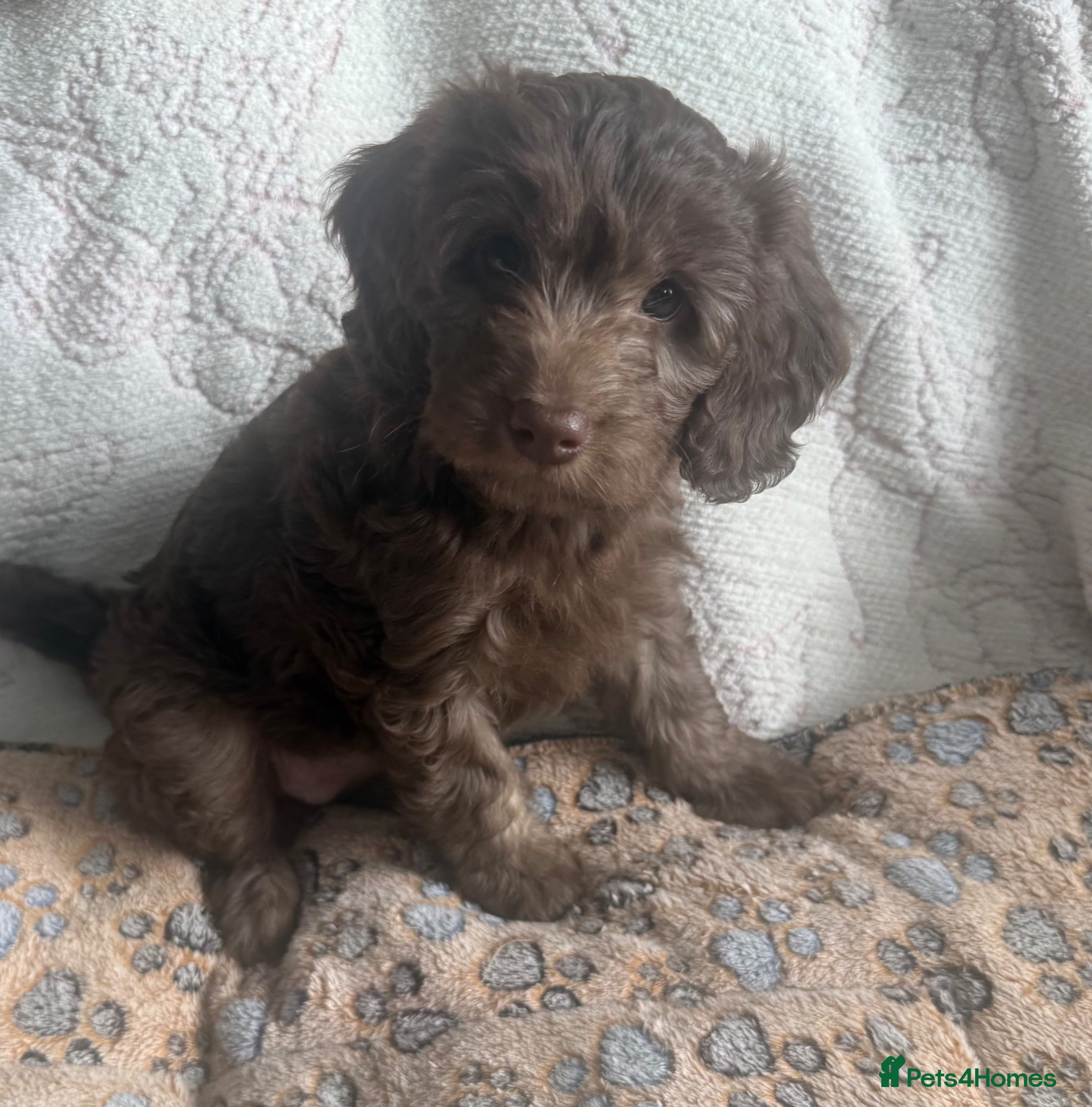 Labradoodle dogs Last 2 Reduced* Ready now - Advert 11
