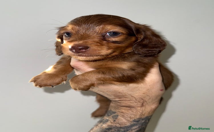 Miniature Dachshund dogs 💚🧡Stunning KC Longhaired Mini Dachshunds💚🧡 - Advert 2