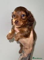 Miniature Dachshund dogs 💚🧡Stunning KC Longhaired Mini Dachshunds💚🧡 - Advert 2