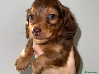 Miniature Dachshund dogs 💚🧡Stunning KC Longhaired Mini Dachshunds💚🧡 - Advert 2