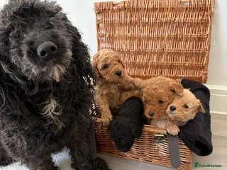 Cockapoo dogs One Beautiful Cockapoo puppy for sale - Advert 11