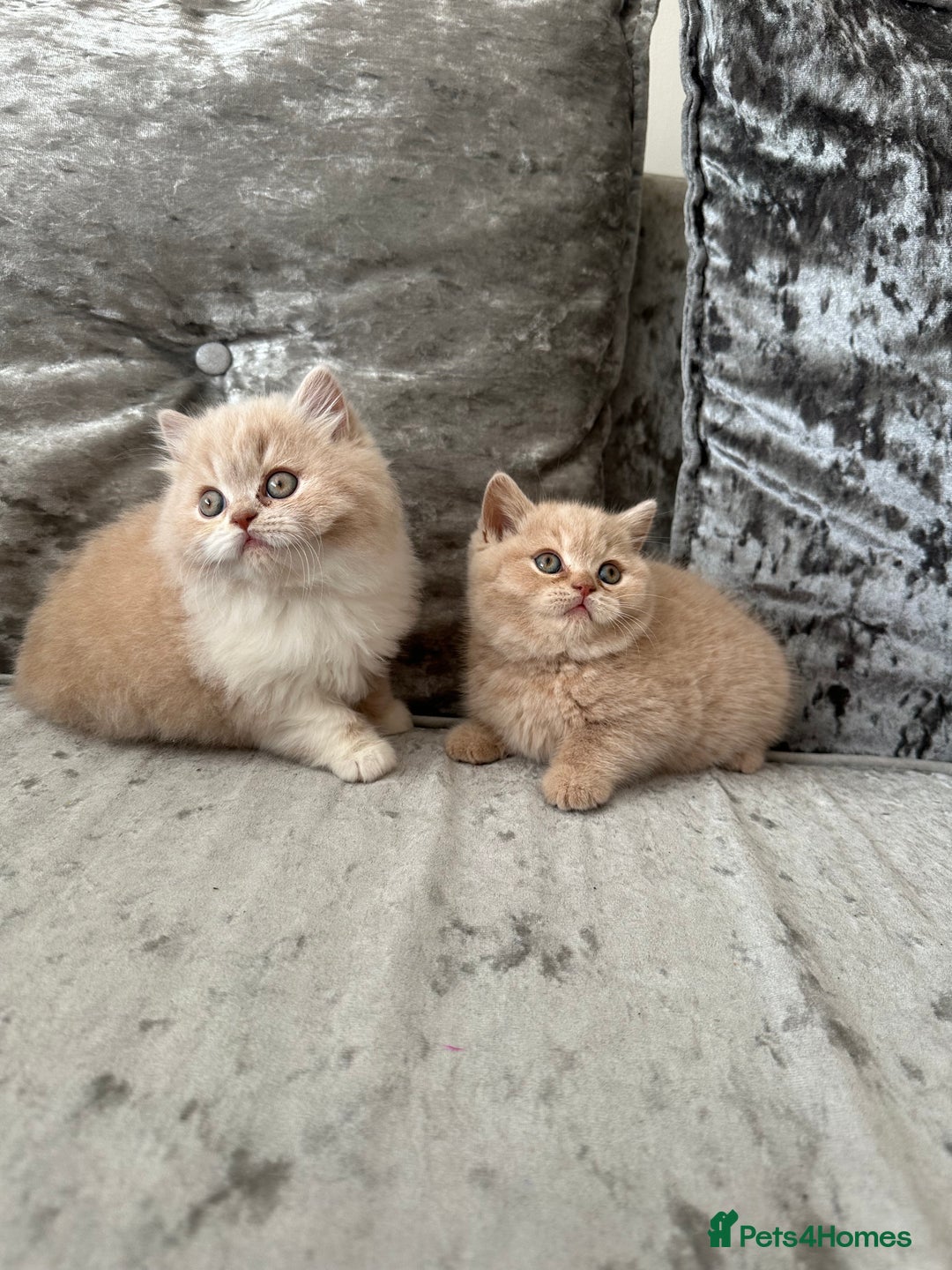 British Shorthair cats for sale:  🦁 Stunning Registered BSH /BLH Champion Lines 🦁 - Image 12