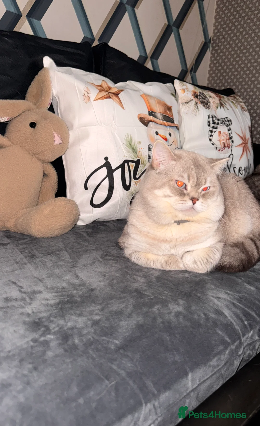 Scottish Fold cats for stud: Lovely Scottish Straight boy for stud in Milton Keynes - Advert 22