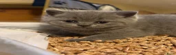 British Shorthair cats for sale: Gorgeous British Shorthair Kittens🐾💙 - Advert 6