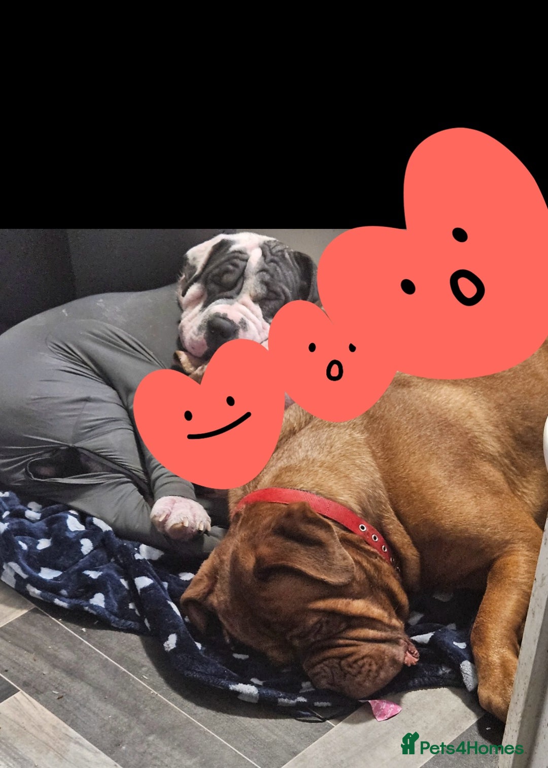 Mixed Breed dogs for sale: Bullpei puppies  - Image 7