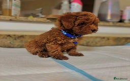 Toy Poodle dogs for sale: We have beautiful toy poodle ready  - Image 2
