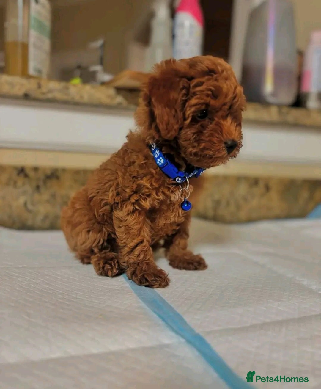 Toy Poodle dogs for sale: We have beautiful toy poodle ready  - Image 2