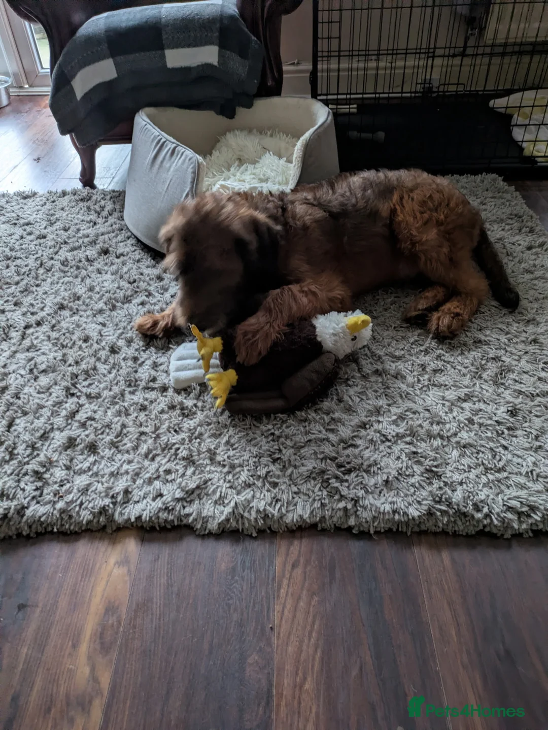 Double Doodle dogs for sale: 6 months old puppy for sale  - Advert 3