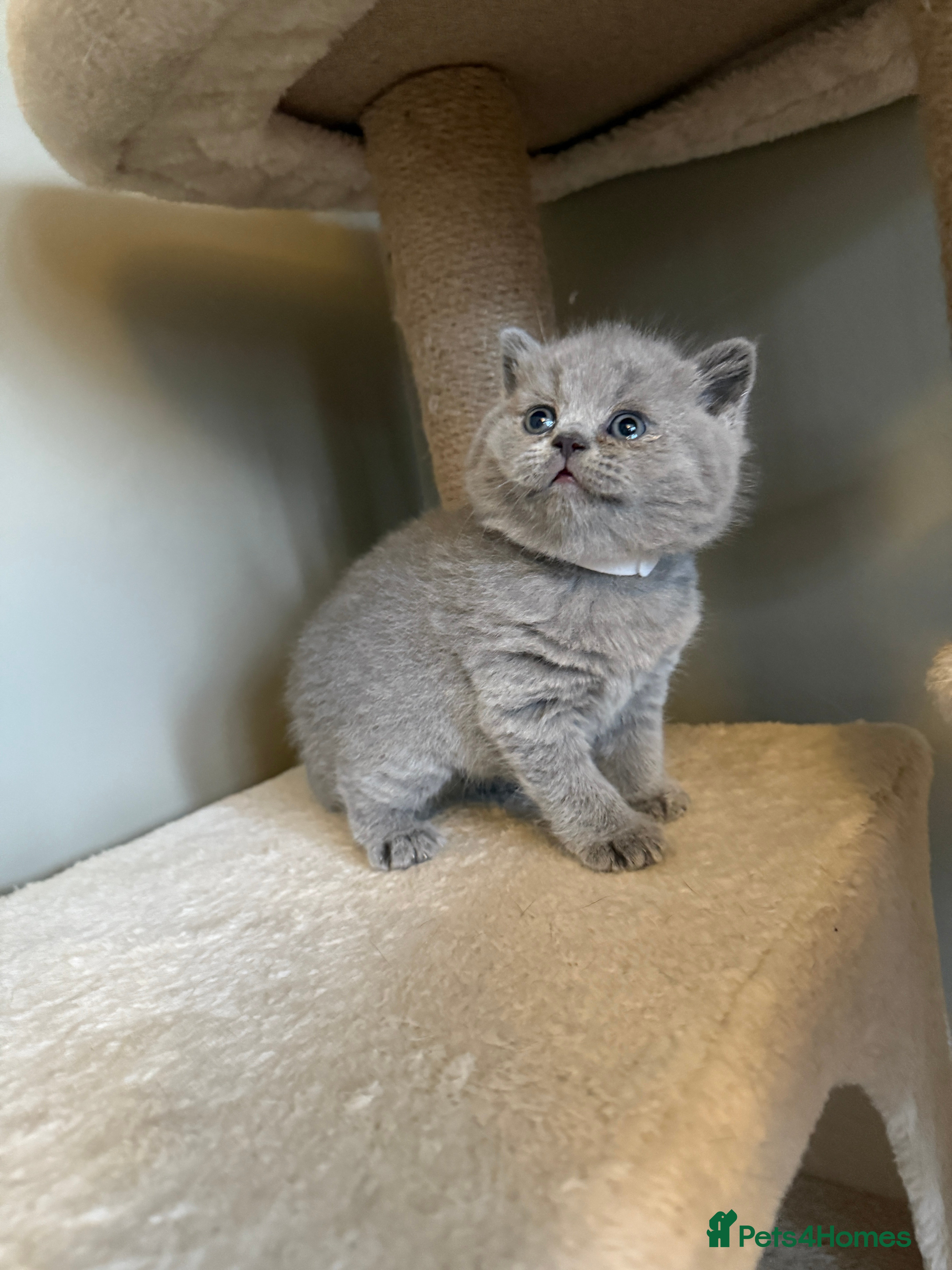 British Shorthair cats 5 chunky British shorthair kittens for sale  - Advert 1