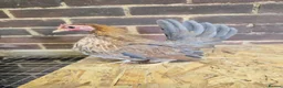 Chickens poultry for sale: Serama Pullets POL - Advert 5