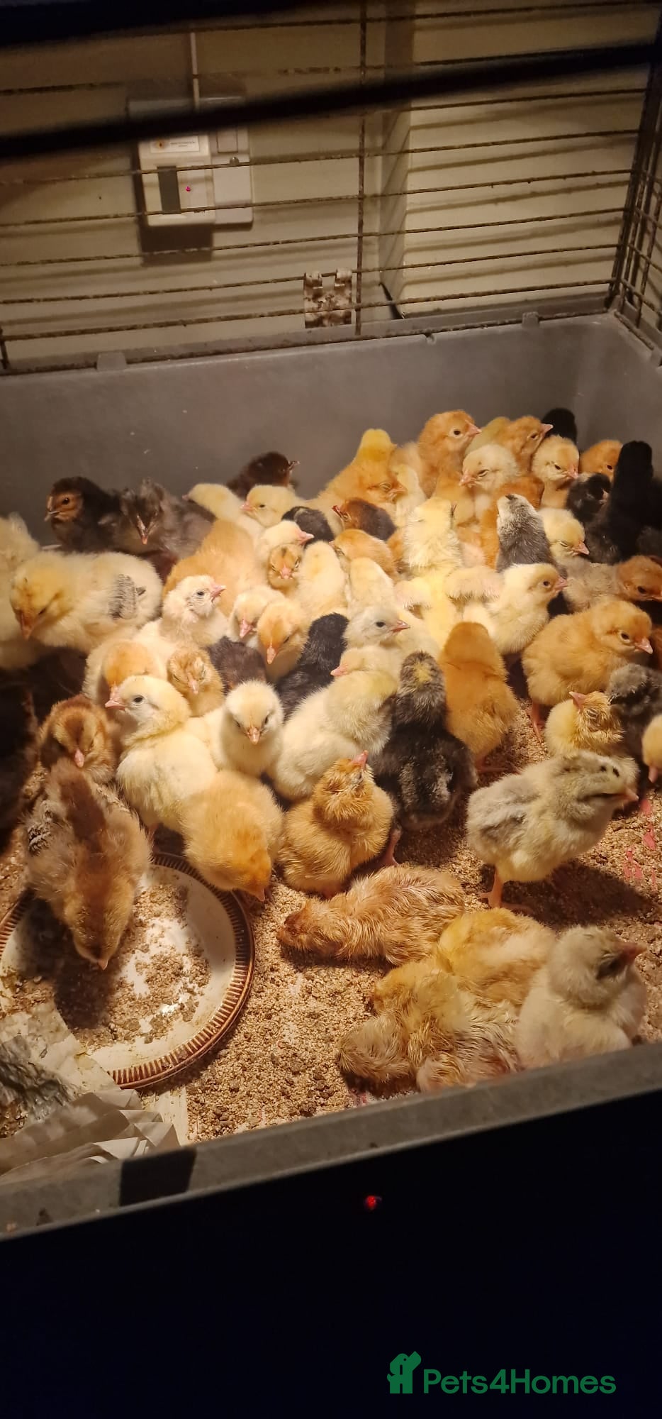 Chickens poultry Chicks for sale  - Advert 14