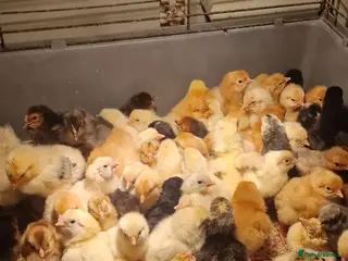 Chickens poultry Chicks for sale - Advert 2