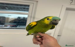 Parrots birds for sale: Hand Reared Baby Blue Fronted Amazons  - Image 4