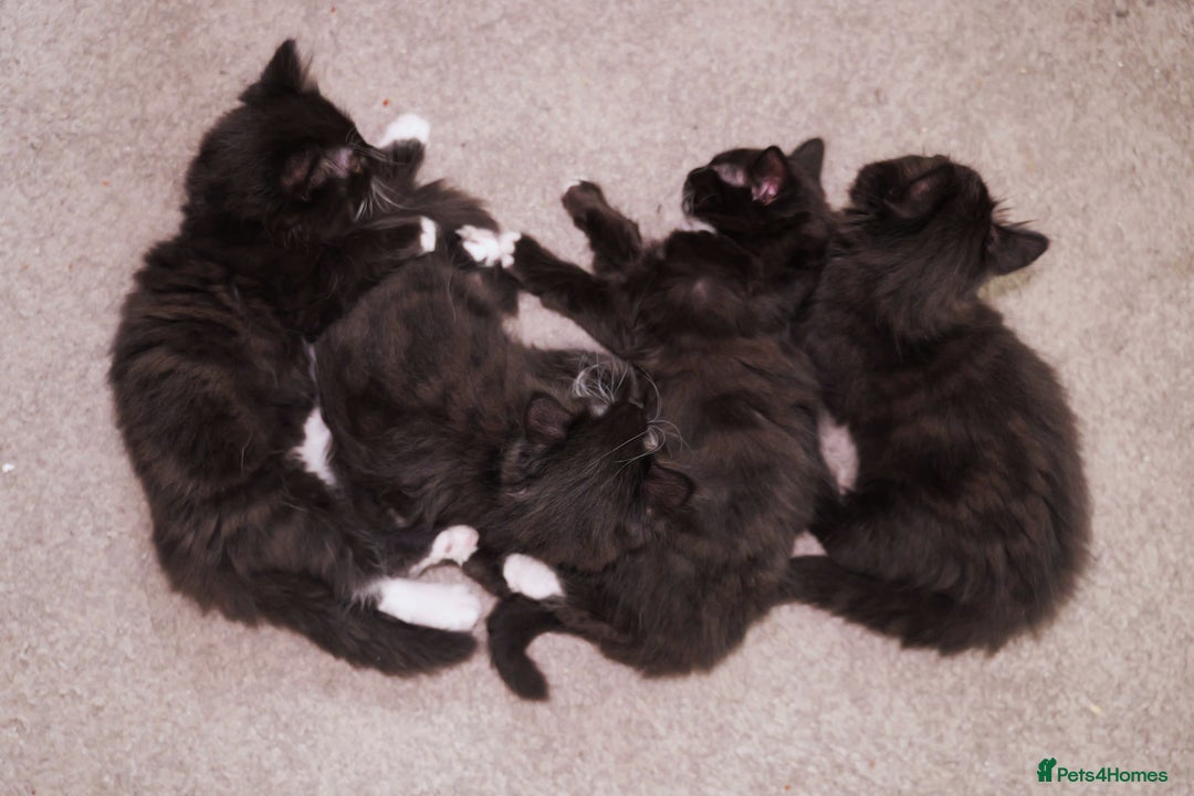 Turkish Angora cats for sale: Playful, Socialised Kittens Seeking Loving Home - Advert 5