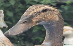 Ducks poultry for sale: Runner Ducks Male - Image 3
