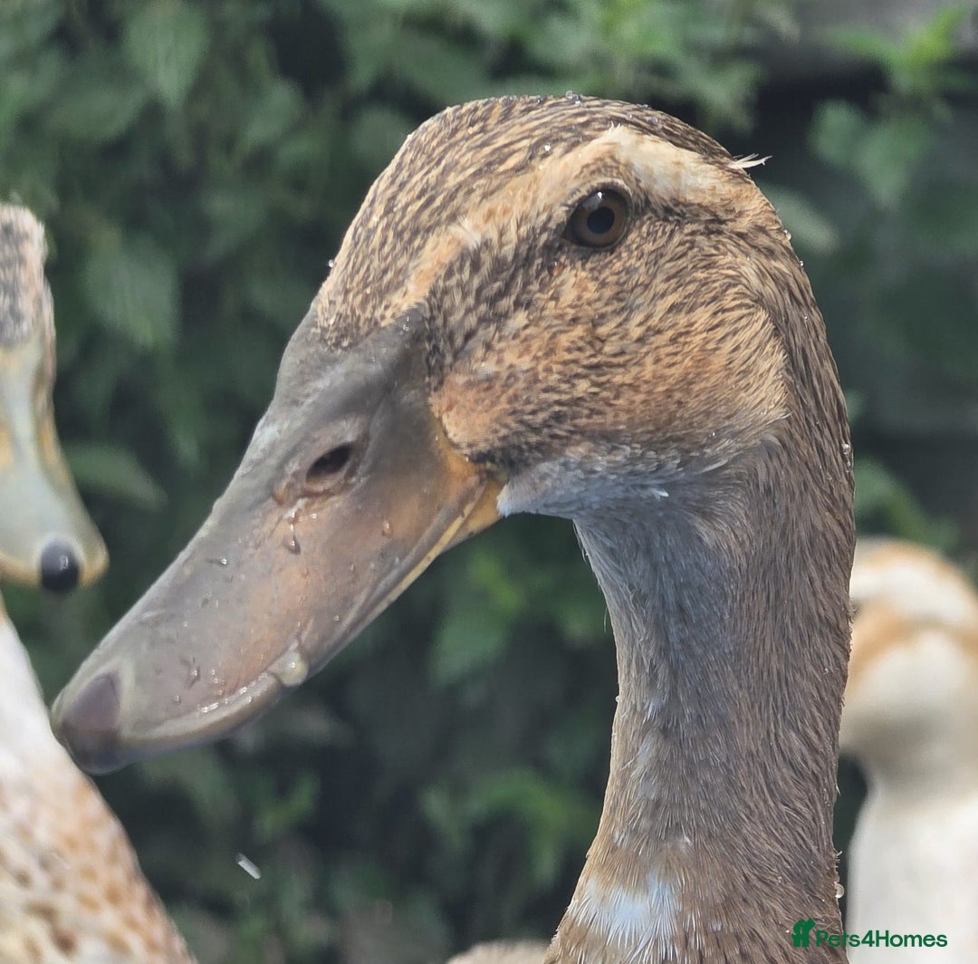 Ducks poultry for sale: Runner Ducks Male - Image 3