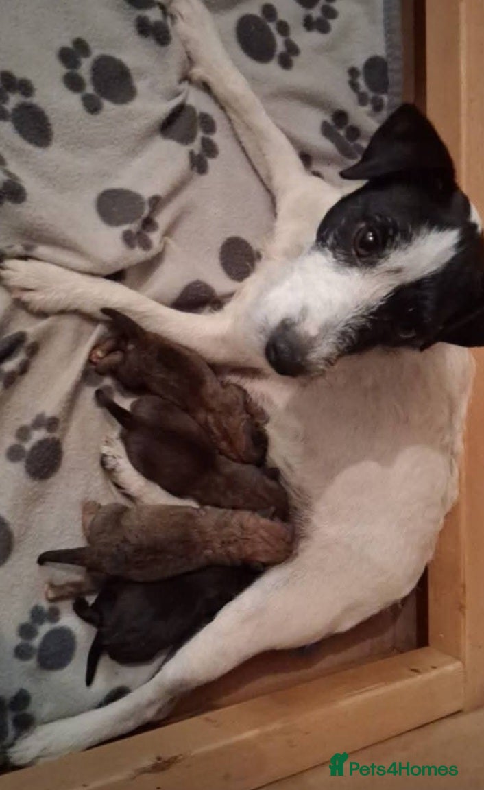 Mixed Breed dogs Jack russel X lakeland 13 weeks old male  - Advert 1