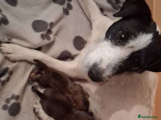 Mixed Breed dogs Jack russel X lakeland 13 weeks old male - Advert 1