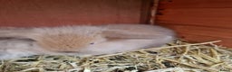 Mini Lion Lop rabbits for sale: Baby lop lionheads  - Advert 4