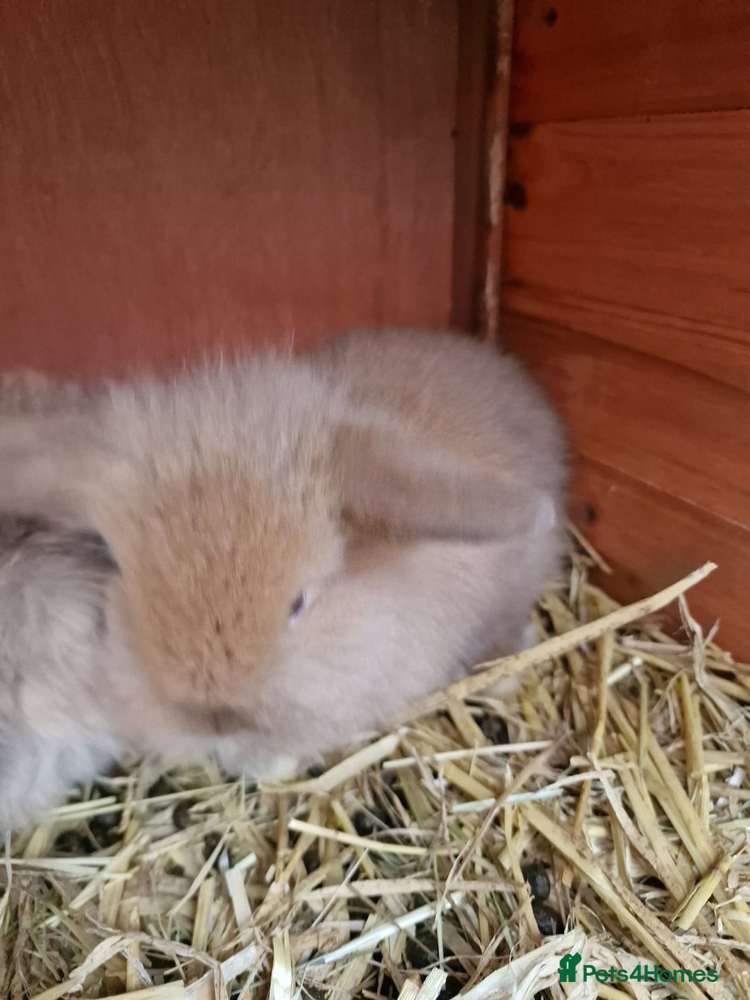 Mini Lion Lop rabbits for sale: Baby lop lionheads  - Advert 4
