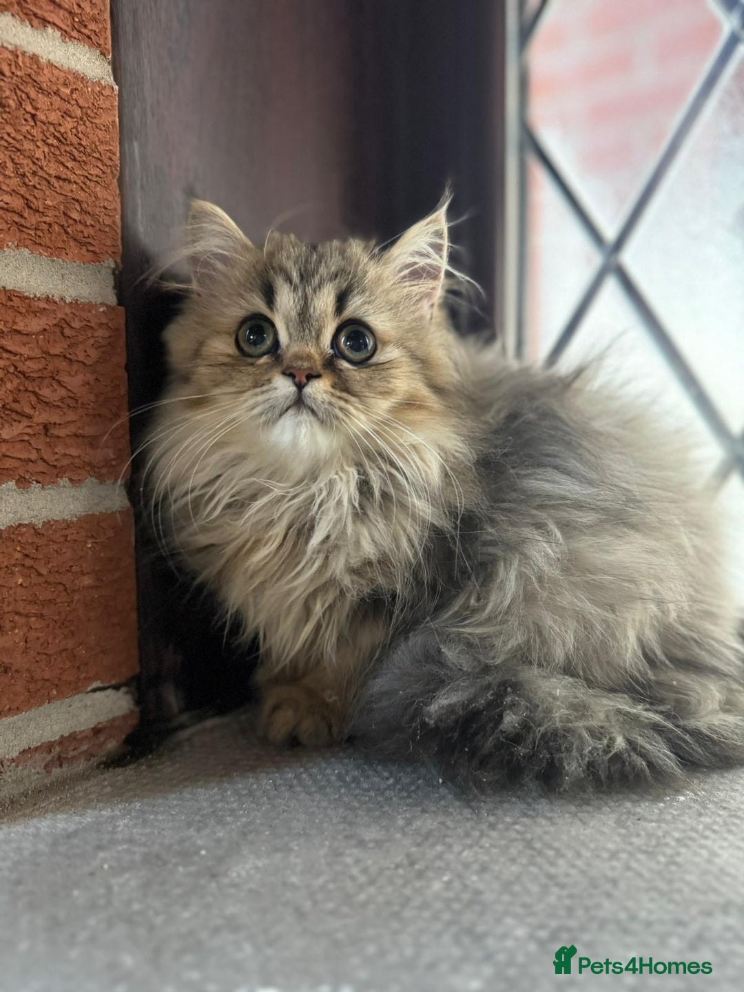 Persian cats for sale: Persian Chinchilla kittens - Image 4