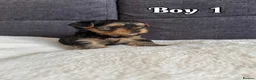 Yorkshire Terrier dogs for sale: Outstanding Pedigree Yorkshire Terrier Puppies ❤️ - Advert 20