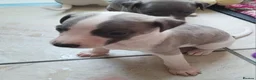 Whippet dogs for sale: The most precious! Kc wippets 🐶 boys & girls   - Advert 18