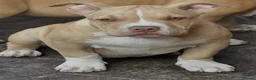 American Bully dogs for sale: American  bully puppies - Advert 5