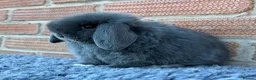 Mini Lop rabbits for sale: Mini Lops - Advert 7