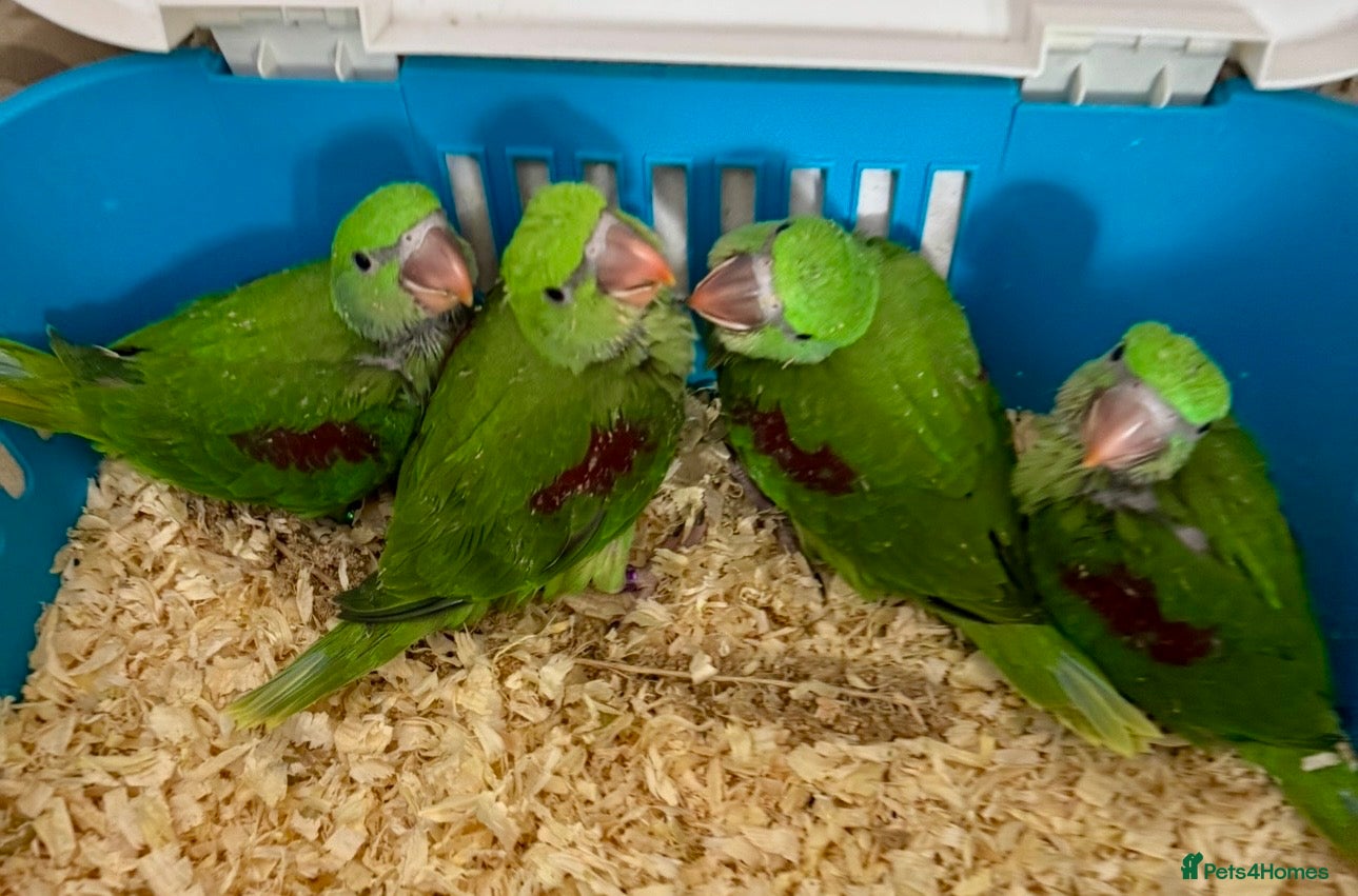Ringnecks birds Hand Reared Tame Talking Baby. Alexandrian Parrots - Advert 1