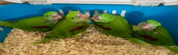 Ringnecks birds for sale: Hand Reared Tame Talking Baby Alexandrian Parrots - Advert 5