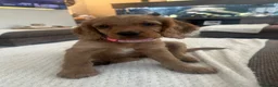 Cockapoo dogs for sale: Cockapoo Girl to rehome (Lola) - Advert 6