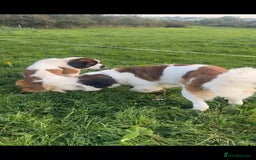 Saint Bernard dogs for stud: KC reg Big strong fluffy boy up for STUD (PROVEN) in Uttoxeter - Image 10