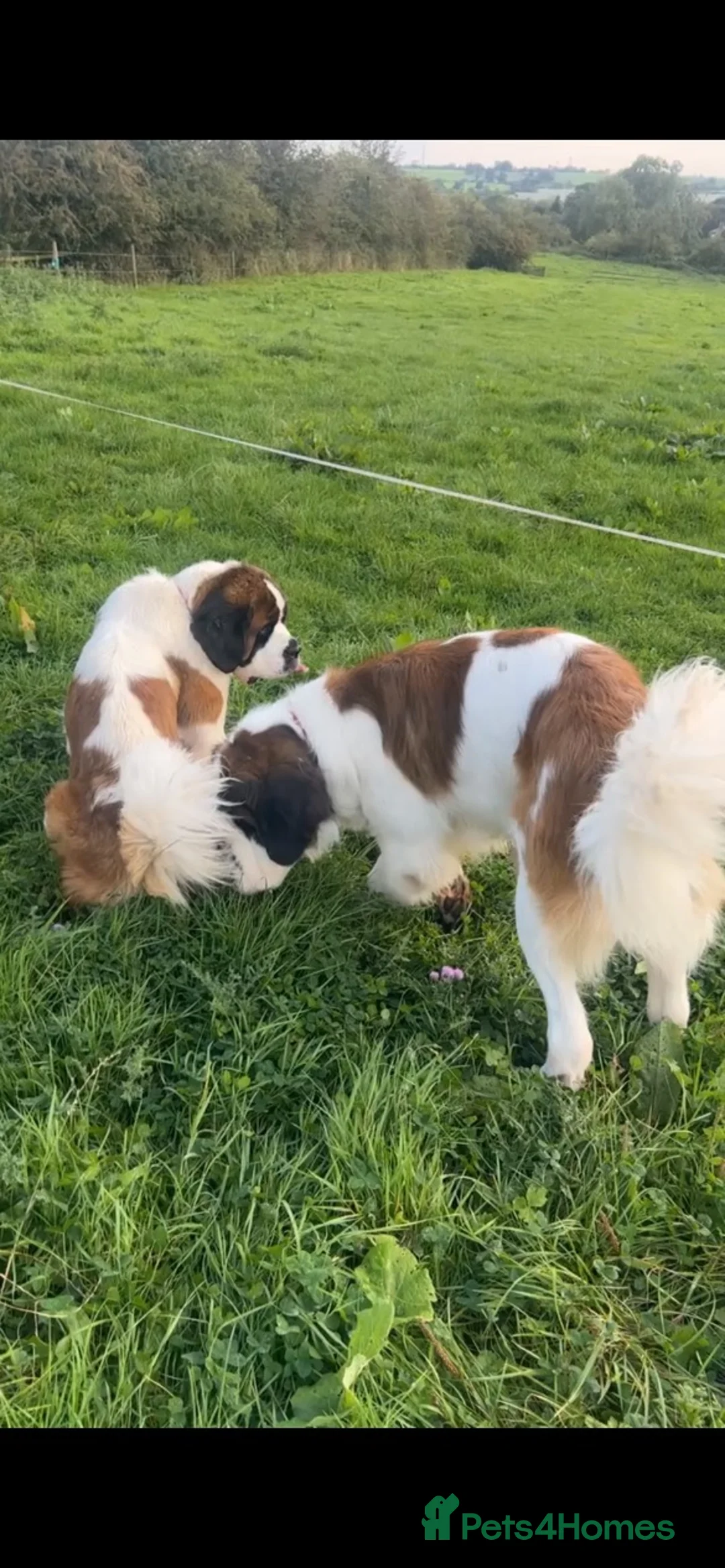 Saint Bernard dogs for stud: KC reg Big strong fluffy boy up for STUD (PROVEN) in Uttoxeter - Advert 10
