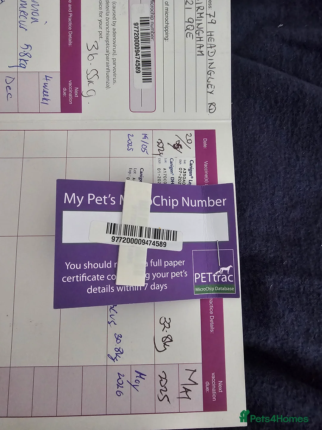 American Bully dogs for sale: AMERICAN BULLY - Advert 12