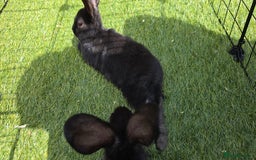 Dwarf Lop rabbits for sale: 9 Dwarf lop Rabbits ready for a new home - Image 11