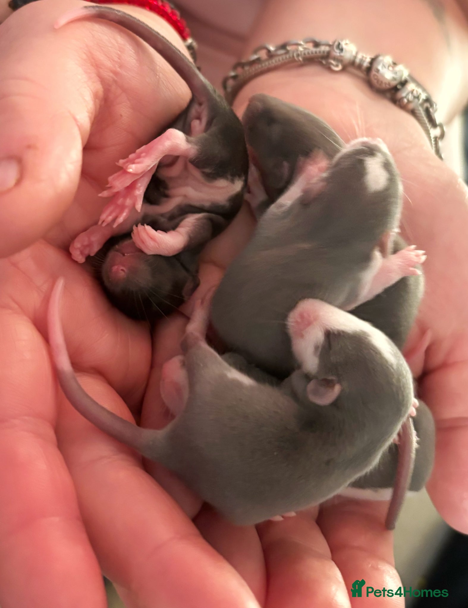 Rat rodents Beautiful little baby rats - Advert 2